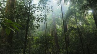 L’agriculture, la première cause de déforestation selon WWF L’agriculture, la première cause de déforestation selon WWF