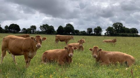 La production de viande bovine devrait encore s’éroder en 2021