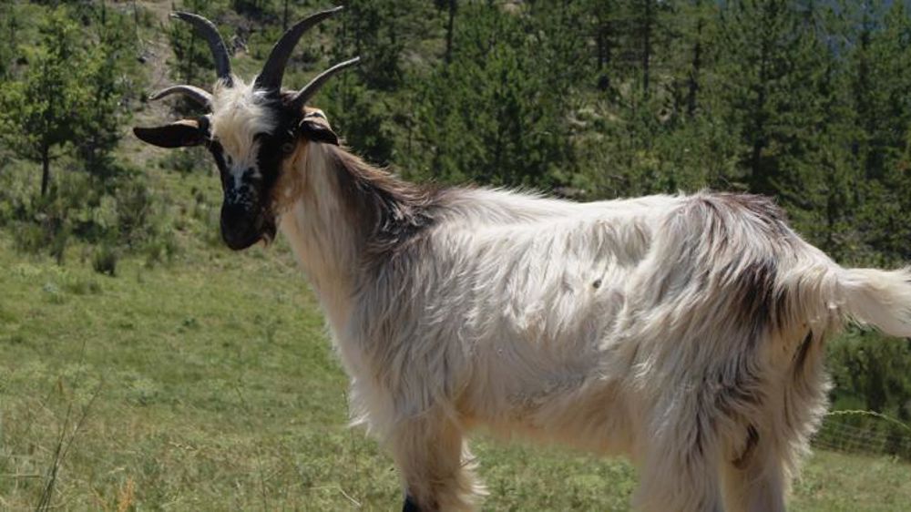 Le « mystère » des moutons et des chèvres à quatre cornes est enfin résolu