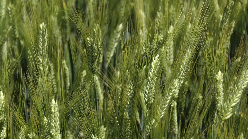 La liste des variétés de blé dur conseillées par les industriels pour 2021