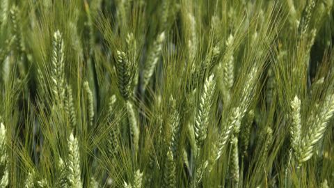 La liste des variétés de blé dur conseillées par les industriels pour 2021 La liste des variétés de blé dur conseillées par les industriels pour 2021
