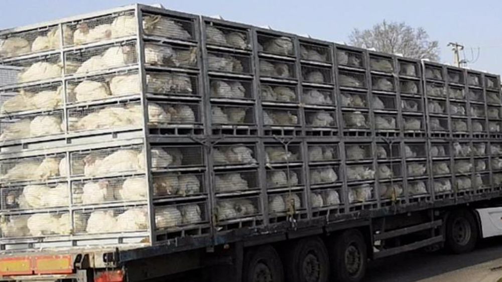 L214 revient avec un huissier à l’abattoir de dindes de Blancafort