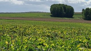 L’Unaf attaque à son tour l’arrêté sur les néonicotinoïdes L’Unaf attaque à son tour l’arrêté sur les néonicotinoïdes