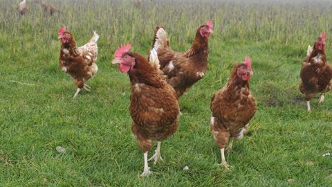 Elles revendiquent un commissaire européen au bien-être animal Elles revendiquent un commissaire européen au bien-être animal