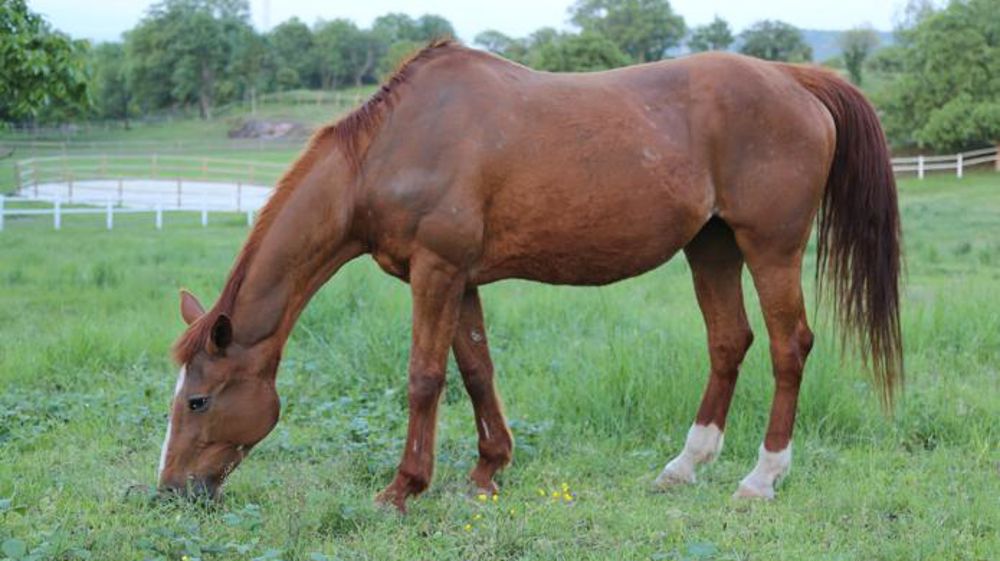 Quelques jours pour éviter que la rhinopneumonie ne se propage
