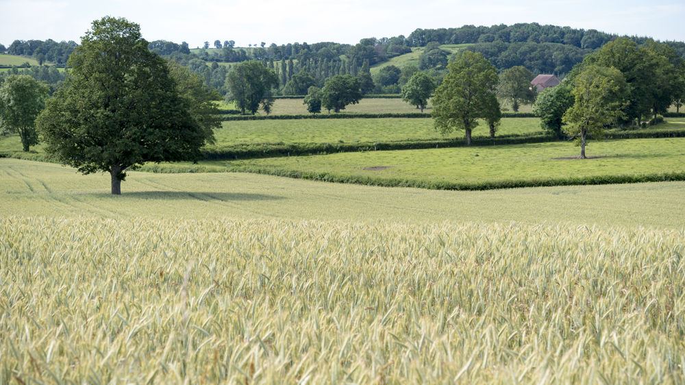 Des précisions pour le déploiement de la mesure « Plantons des haies ! »