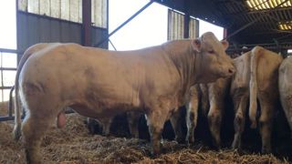 Les ventes de taureaux allaitants de nouveau chahutées par le Covid-19 Les ventes de taureaux allaitants de nouveau chahutées par le Covid-19