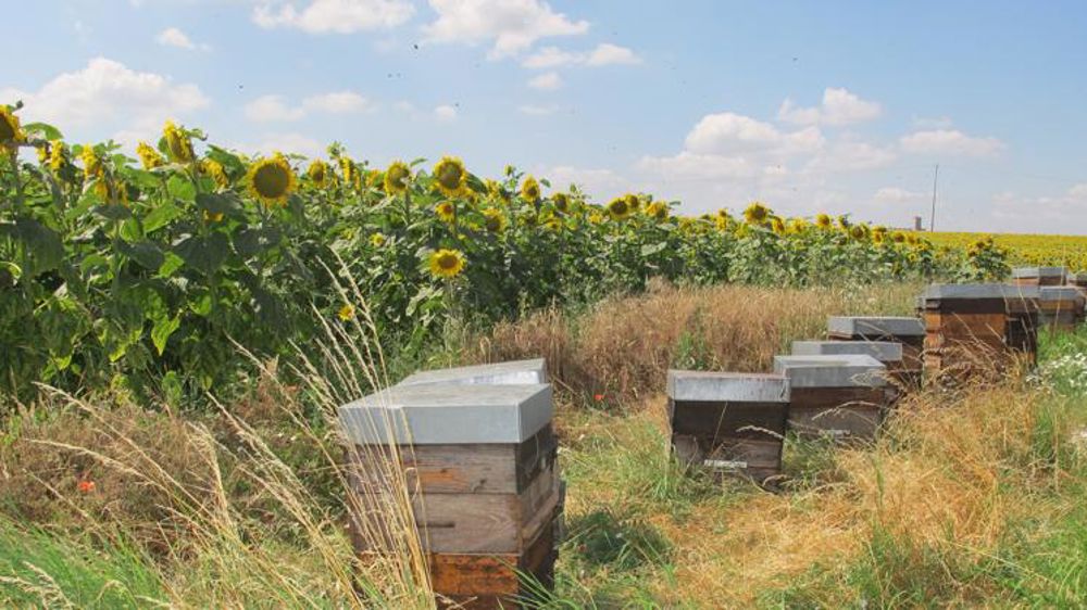 La FNSEA veut un plan pollinisateurs ambitieux