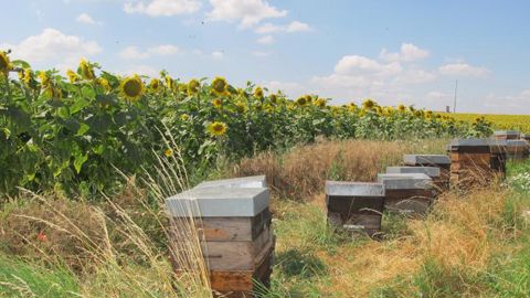 La FNSEA veut un plan pollinisateurs ambitieux La FNSEA veut un plan pollinisateurs ambitieux