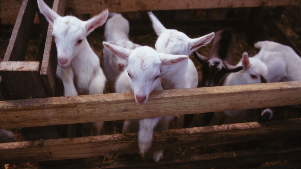 La Confédération paysanne ne veut pas faire payer les éleveurs