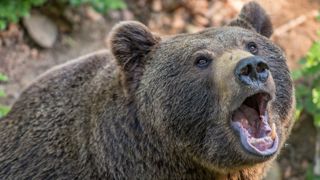 Les indemnisations de dégâts d’ours sont conditionnées à une étude Les indemnisations de dégâts d’ours sont conditionnées à une étude