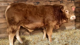 Un taureau limousin adjugé 17 100 € à Lanaud Un taureau limousin adjugé 17 100 € à Lanaud