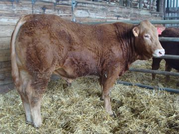 Ce mercredi 17 mars, Pop Korn a décroché le top price de la vente « espoirs » à Lanaud. Fils de Haled MN RRE VS, c’est un taureau volumineux, long de corps, avec d’excellentes ouvertures de bassin. © Interlim