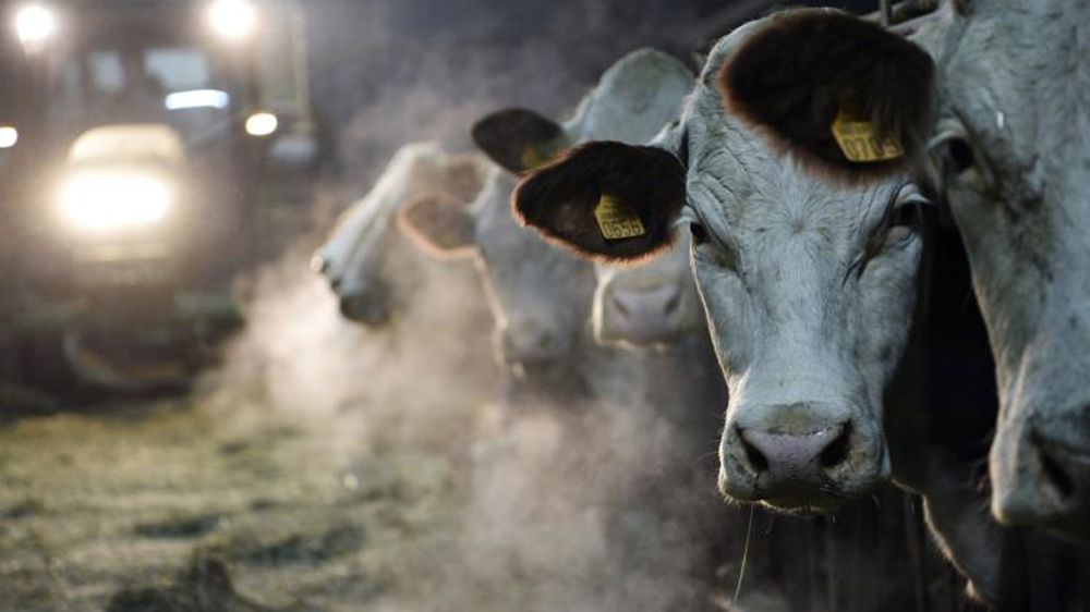 Pas d’accord sur le prix du lait entre Sunlait et Savencia