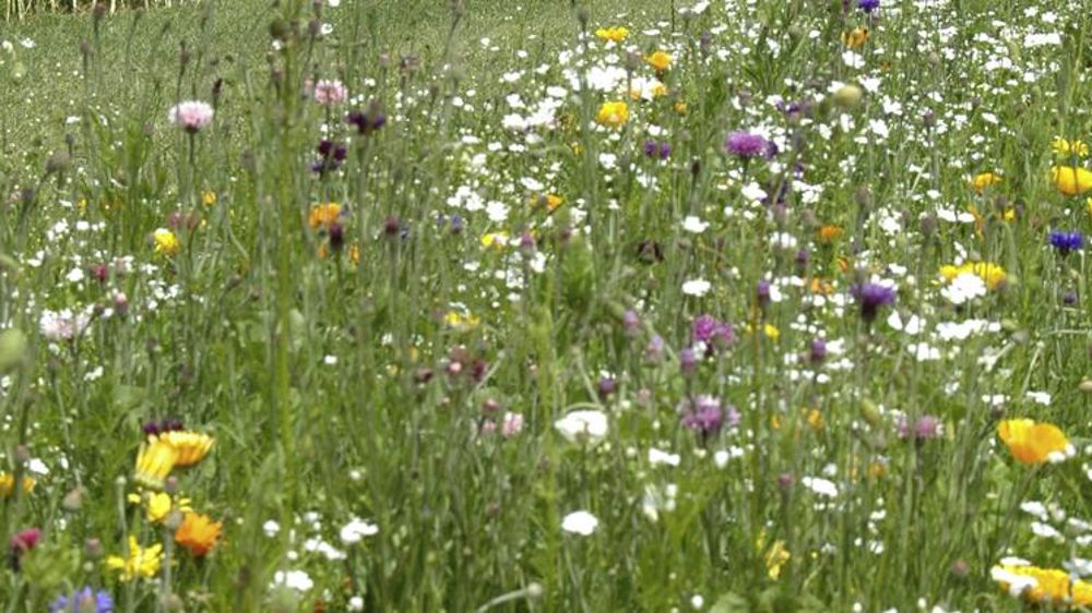 Le plan pollinisateurs vu par le Réseau Biodiversité pour les Abeilles