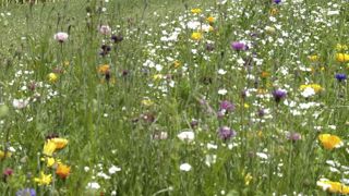 Le plan pollinisateurs vu par le Réseau Biodiversité pour les Abeilles Le plan pollinisateurs vu par le Réseau Biodiversité pour les Abeilles