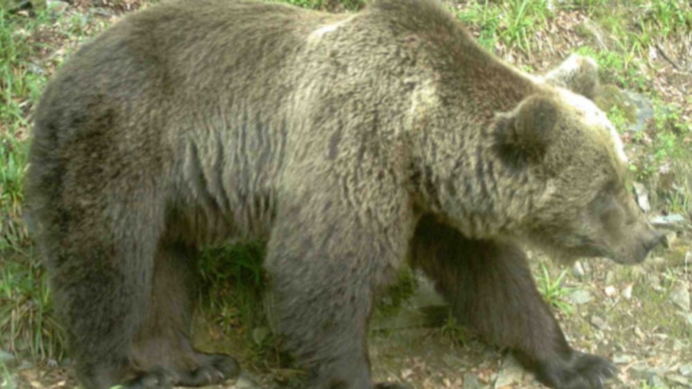 64 ours détectés dans les Pyrénées en 2020