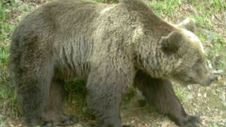 64 ours détectés dans les Pyrénées en 2020 64 ours détectés dans les Pyrénées en 2020