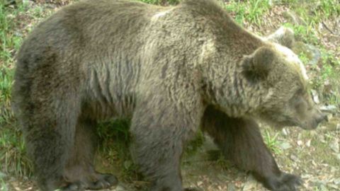 64 ours détectés dans les Pyrénées en 2020 64 ours détectés dans les Pyrénées en 2020