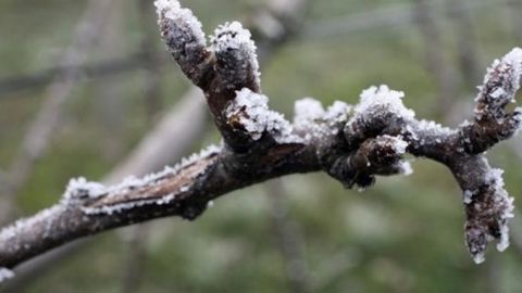 Les gelées s’estompent progressivement