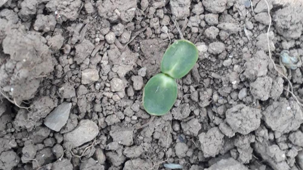 Les agriculteurs s’alarment du manque de pluie pour leurs cultures