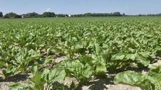 La production de sucre au plus bas depuis cinq ans La production de sucre au plus bas depuis cinq ans
