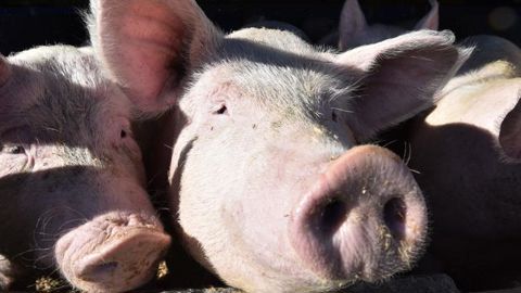 Comment la peste porcine africaine entre dans les élevages