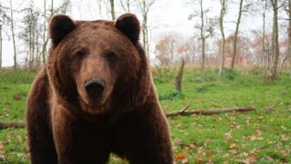 L’enlèvement de l’ours à problèmes demandé L’enlèvement de l’ours à problèmes demandé