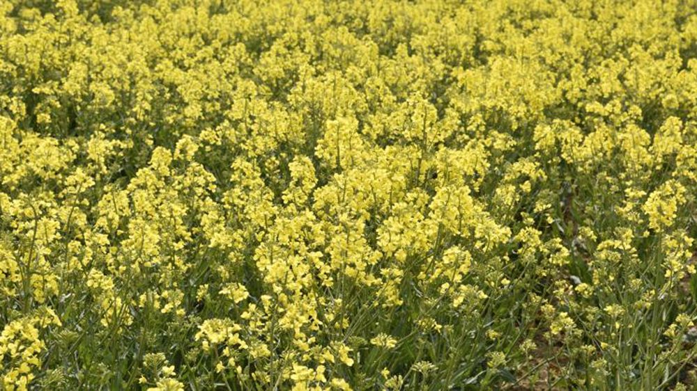Le train, un débouché « prometteur » pour le biodiesel de colza