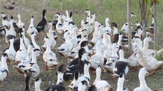 Deux syndicats proposent un « pacte » contre la grippe aviaire Deux syndicats proposent un « pacte » contre la grippe aviaire