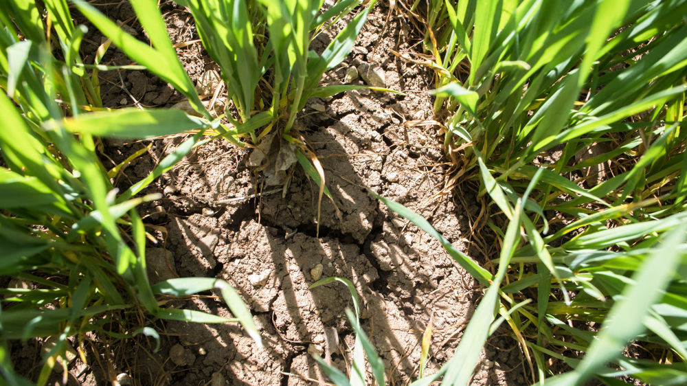 L’état des céréales se dégrade