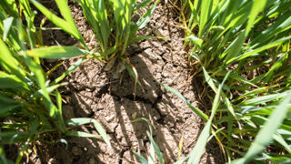 L’état des céréales se dégrade L’état des céréales se dégrade