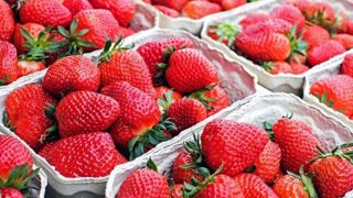 Des producteurs de fraises déçus de la grande distribution Des producteurs de fraises déçus de la grande distribution