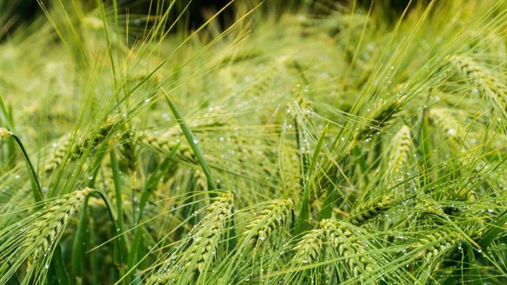 Vers un scénario de sécheresse comme les quatre années précédentes