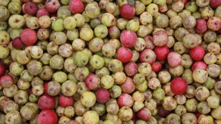 La filière cidricole demande un soutien urgent au gouvernement La filière cidricole demande un soutien urgent au gouvernement