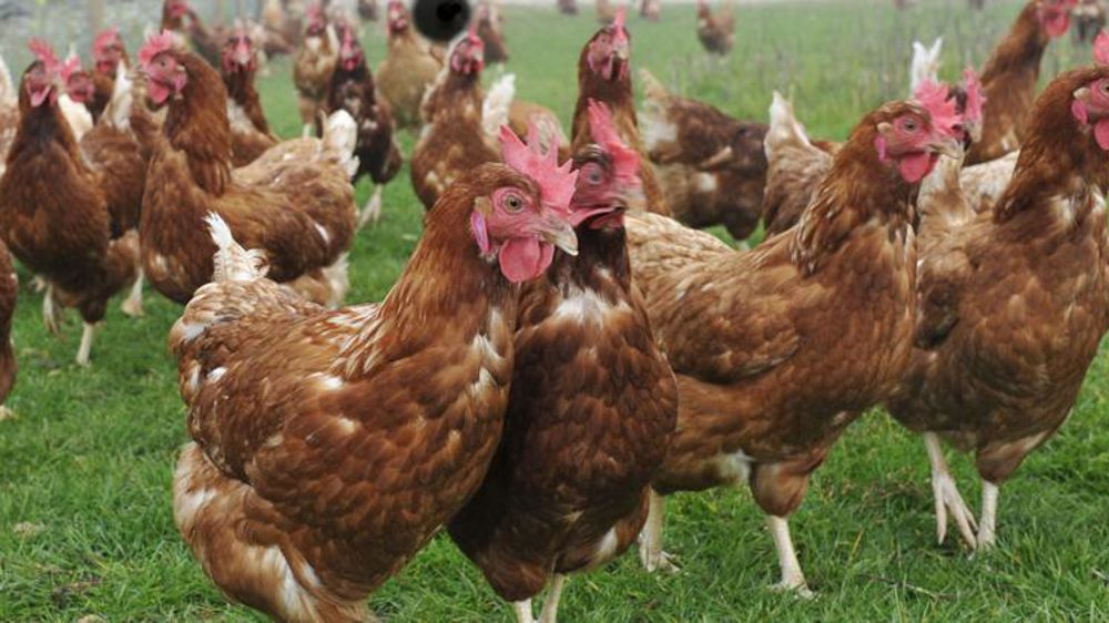 La France s’affirme comme leader européen de l’œuf