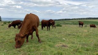 Des pistes pour sortir la viande bovine française de l’impasse Des pistes pour sortir la viande bovine française de l’impasse