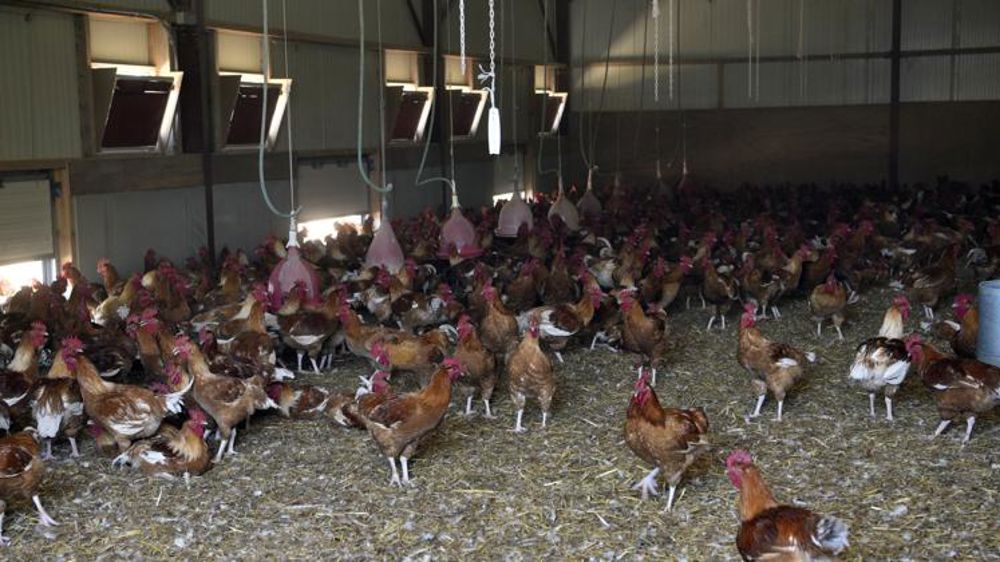 Le Sénat rejette la proposition de loi pour un « élevage éthique »