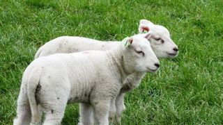 Les importations d’ovins ont bondi pour Pâques Les importations d’ovins ont bondi pour Pâques