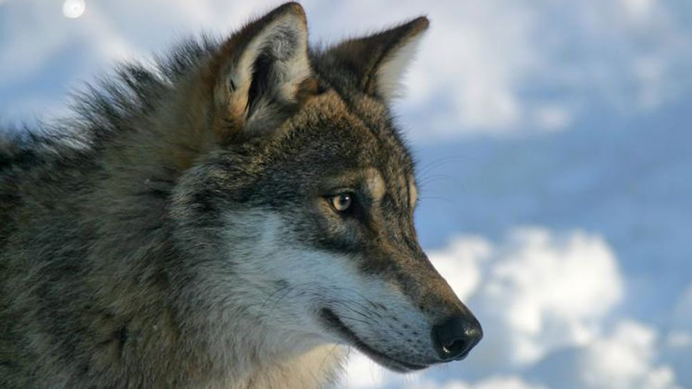 Les loups coûtent de plus en plus cher