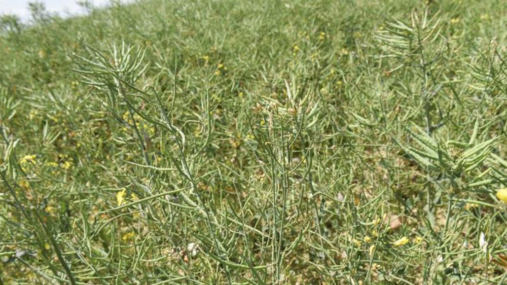 Rebond marqué, surtout en colza et maïs