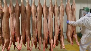 Un creux saisonnier « marqué » pour les abattages de porcs Un creux saisonnier « marqué » pour les abattages de porcs