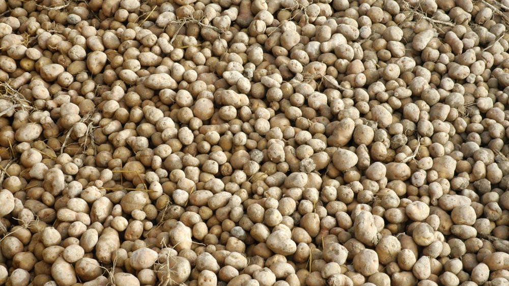 McCain s’engage dans l’agriculture de régénération