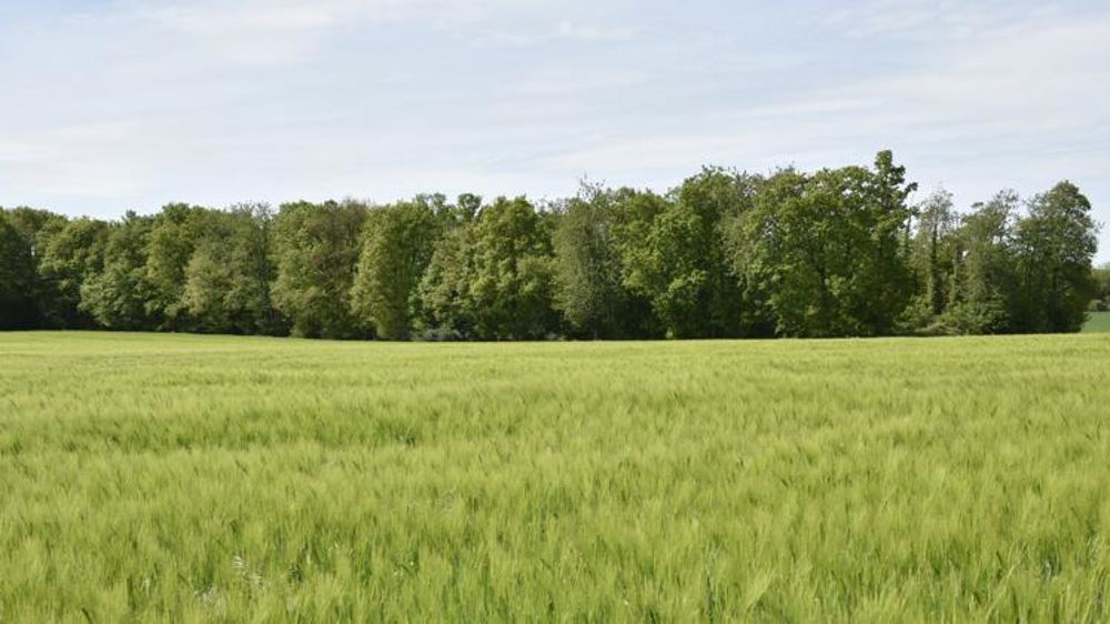 La production d’orge d’hiver rebondit, le colza au plus bas