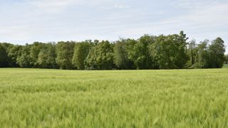 La production d’orge d’hiver rebondit, le colza au plus bas La production d’orge d’hiver rebondit, le colza au plus bas