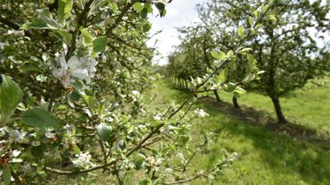 Les cidriers lancent un nouvel appel à la revalorisation du prix des pommes à cidre. Les cidriers lancent un nouvel appel à la revalorisation du prix des pommes à cidre.