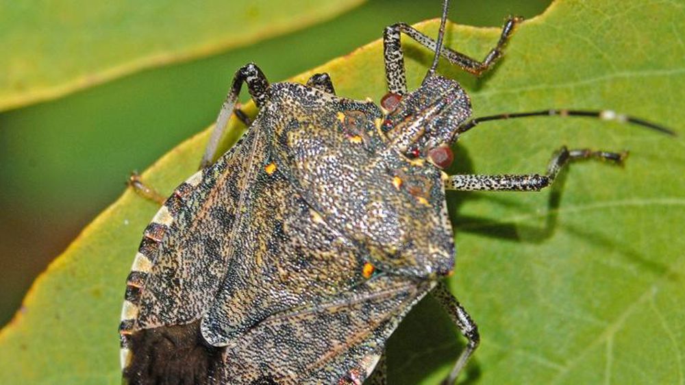 La punaise diabolique dans le radar des scientifiques citoyens