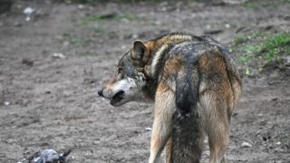 Le « loup du Clunisois » a été abattu par un agent Le « loup du Clunisois » a été abattu par un agent