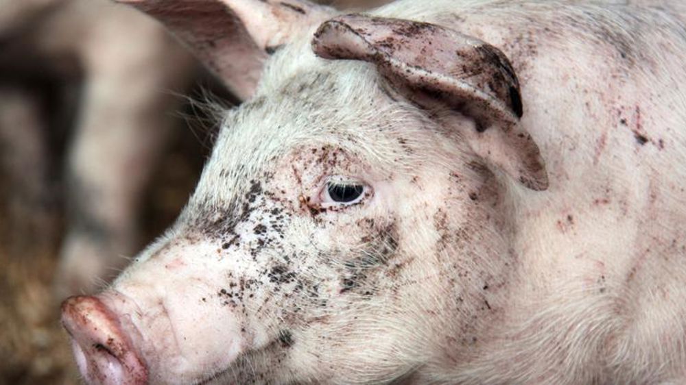 Des députés proposent un audit de tous les abattoirs de France