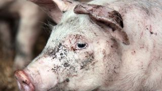 Des députés proposent un audit de tous les abattoirs de France Des députés proposent un audit de tous les abattoirs de France